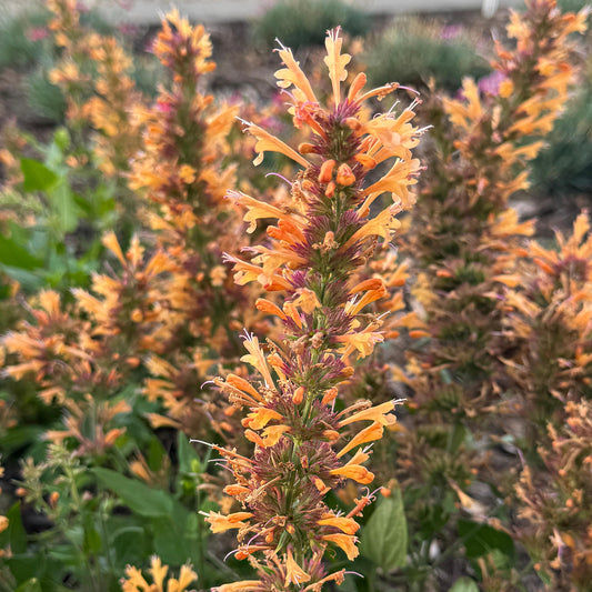 Agastache up close in the garden 