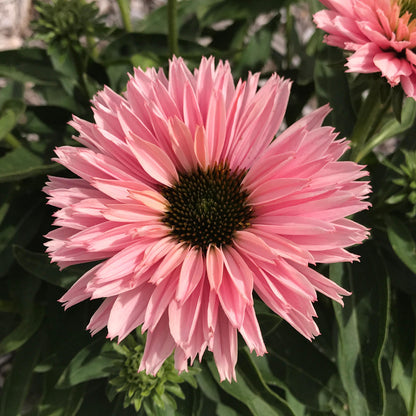Echinacea pink and green in the garden
