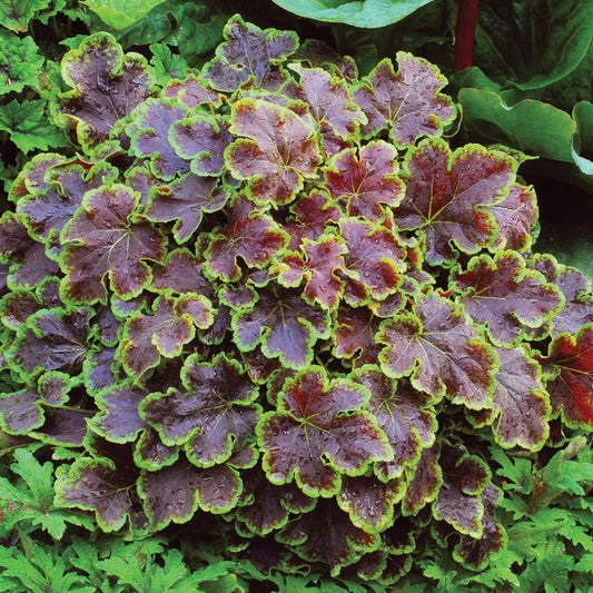 heucherella solar eclipse in the garden