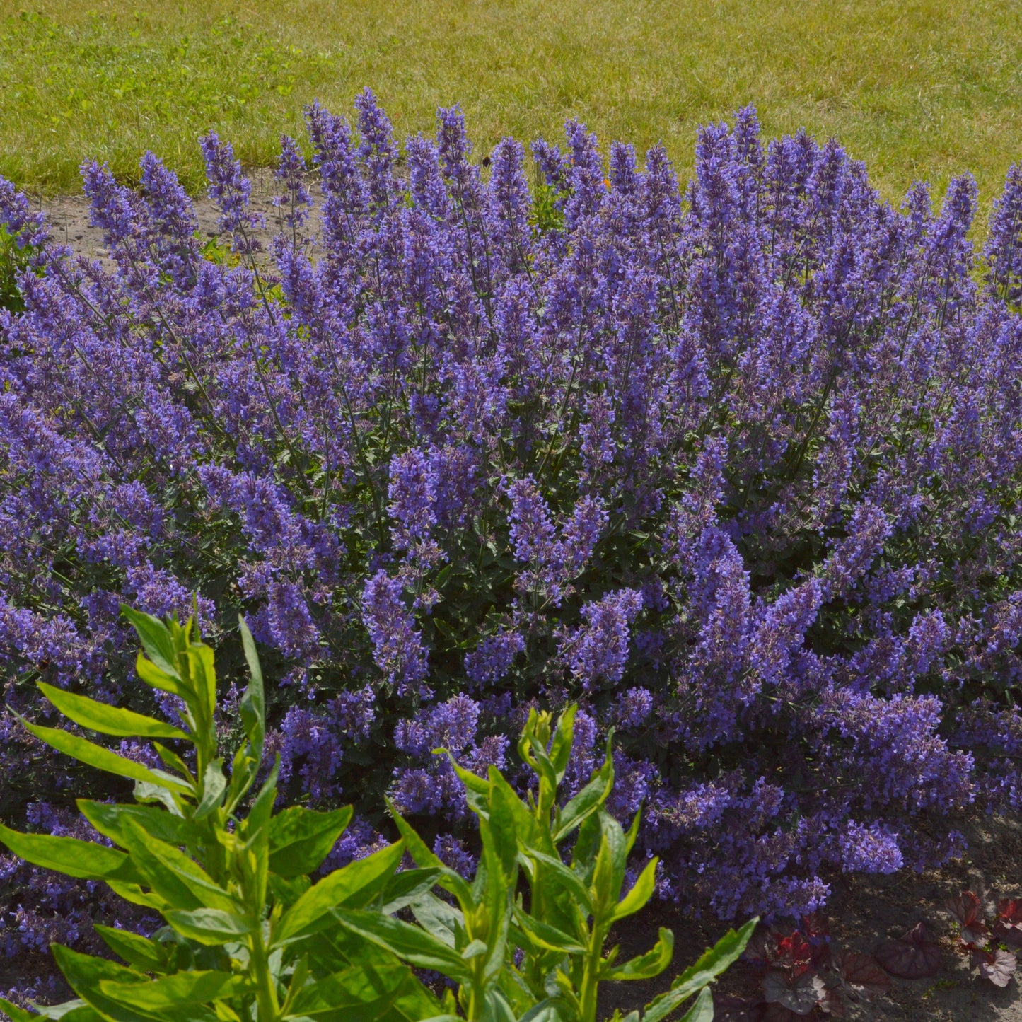 Bouquet of purple flowers with green leaves on a blurred background