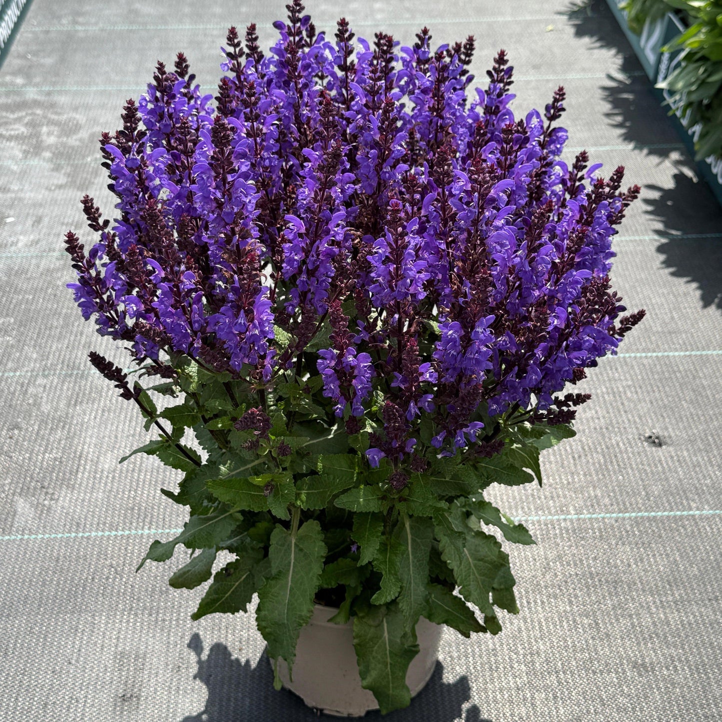 Salvia Noble Knight in a pot
