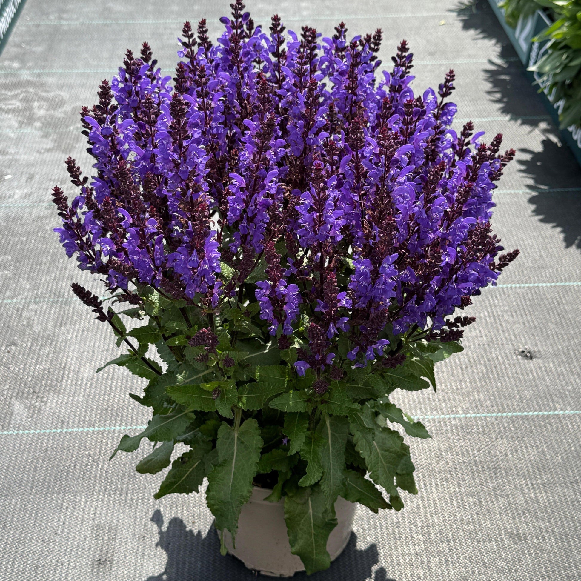 Salvia Noble Knight in a pot