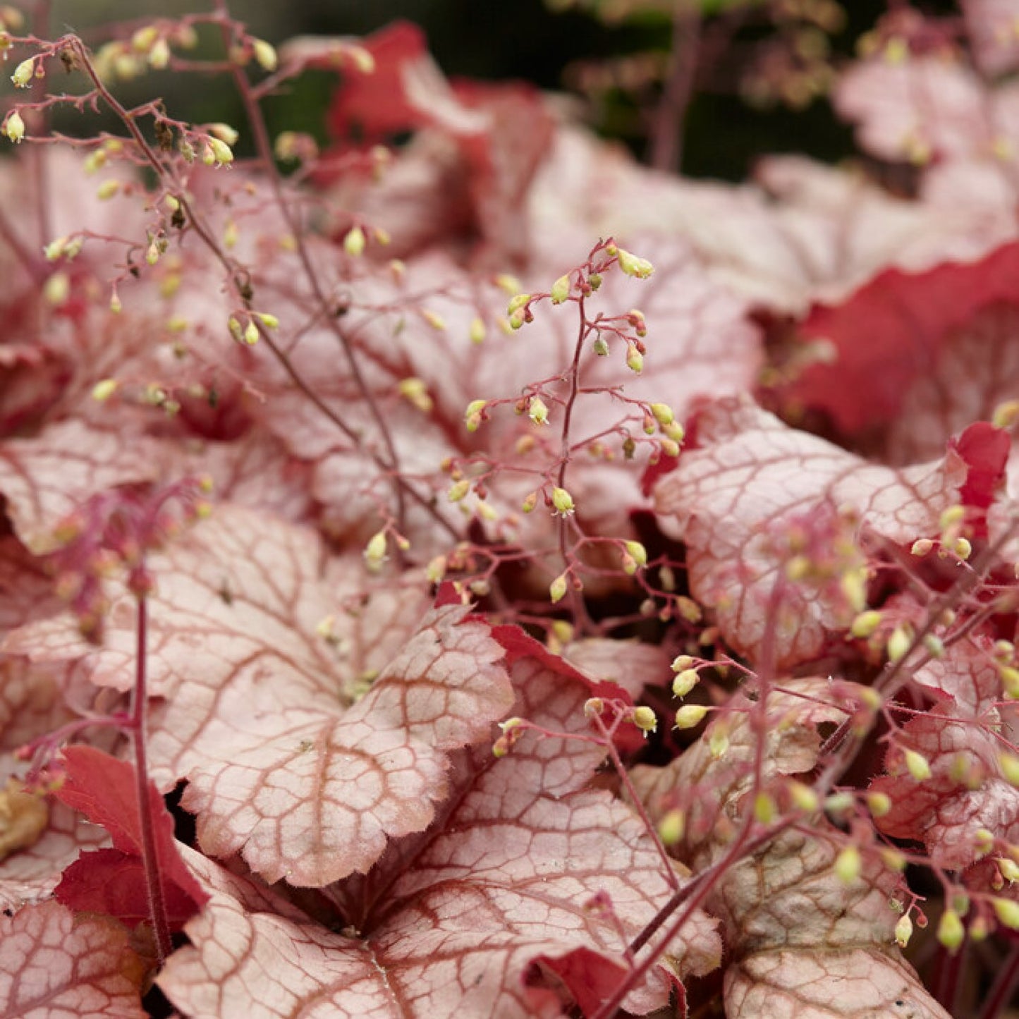 red foliage with silvery white markings and veining