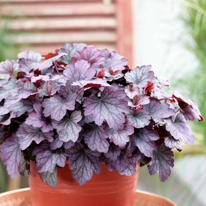 dark purple foliage with silvery green markings and veining