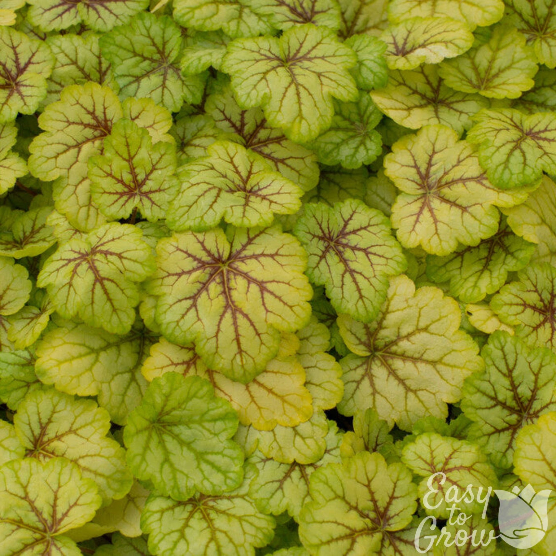heuchera circus foliage in the garden 