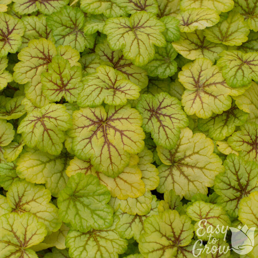 heuchera circus foliage in the garden 