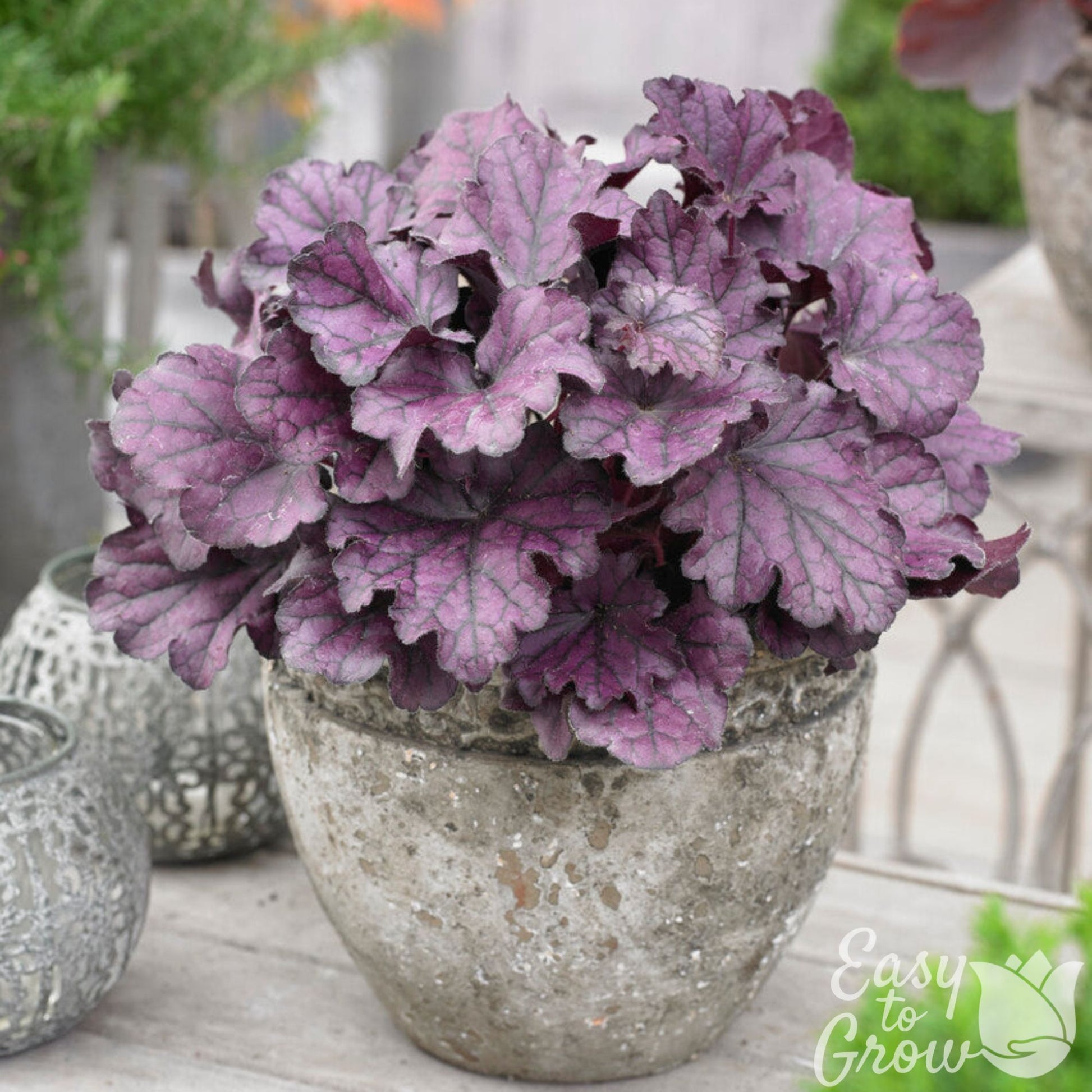 heuchera plants in pots Easy to Grow Bulbs Heuchera