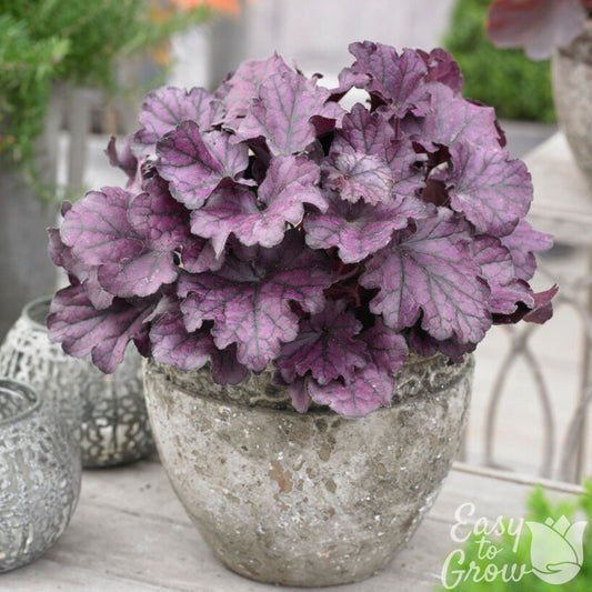 Heuchera Forever Purple in a pot