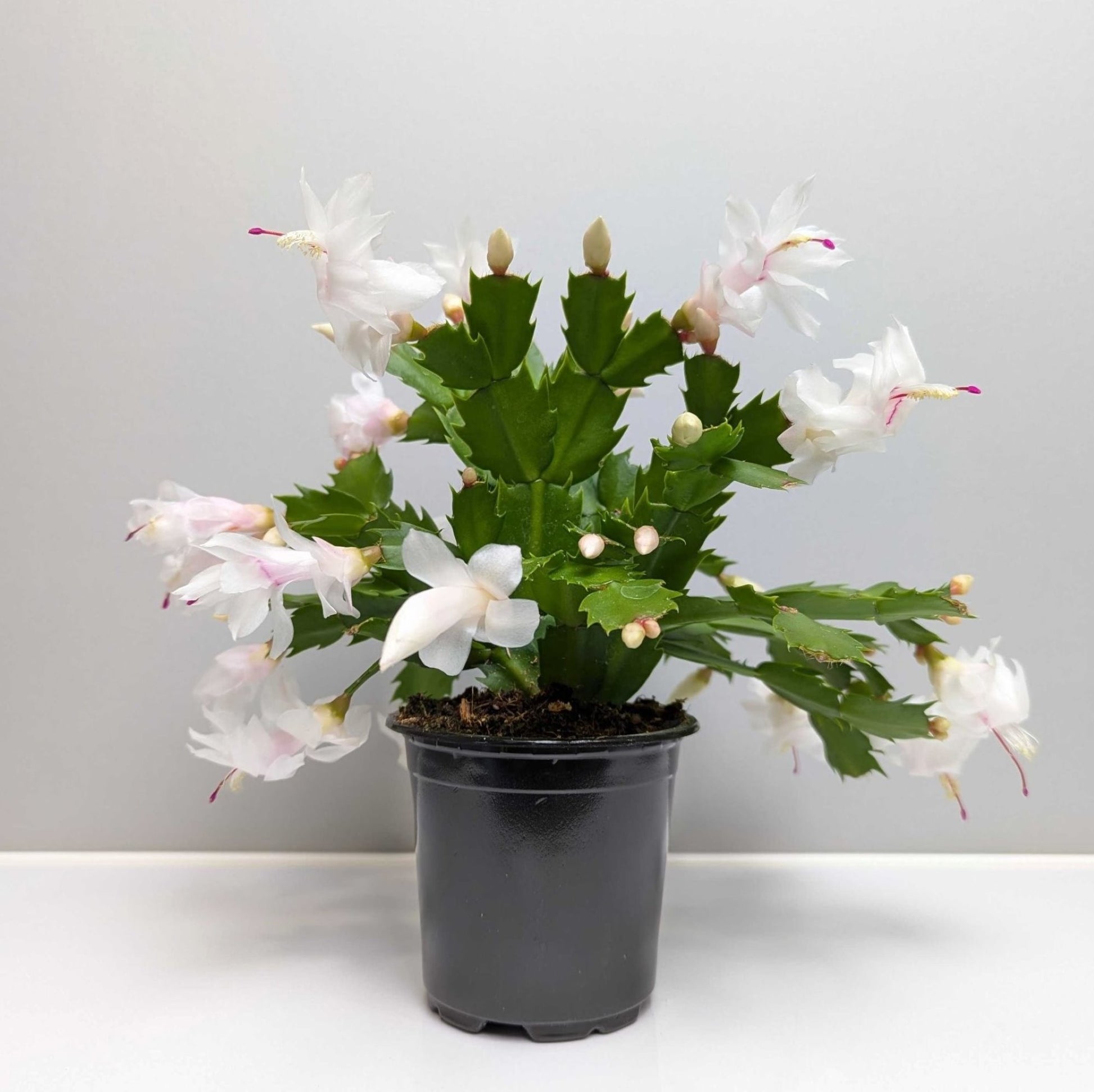 holiday succulents Holiday Cactus