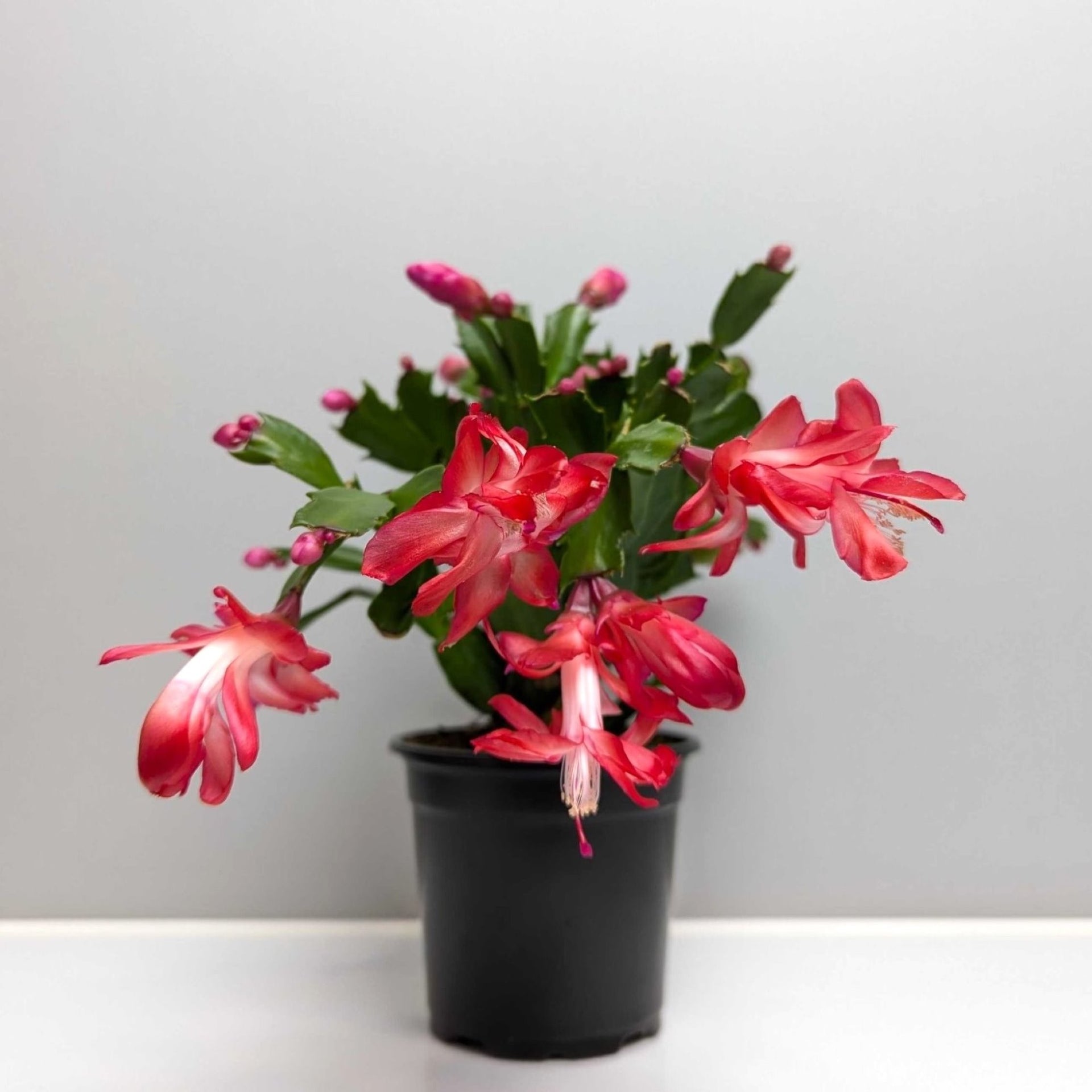 aglaonema vs calathea Aglaonema Green hybrid (big size)-Set of 5plants – Lucky Plants Thailand main image 1