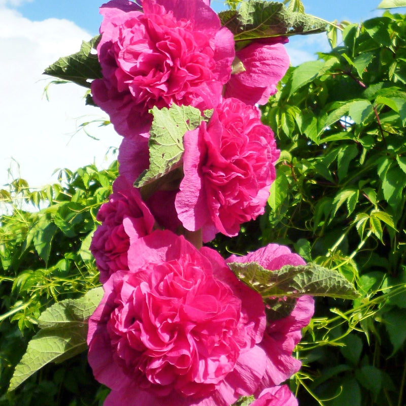 Stunning Hollyhock Plants for Sale Chater's Double Flowering Pink