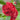 double red flowers hollyhock chater's double