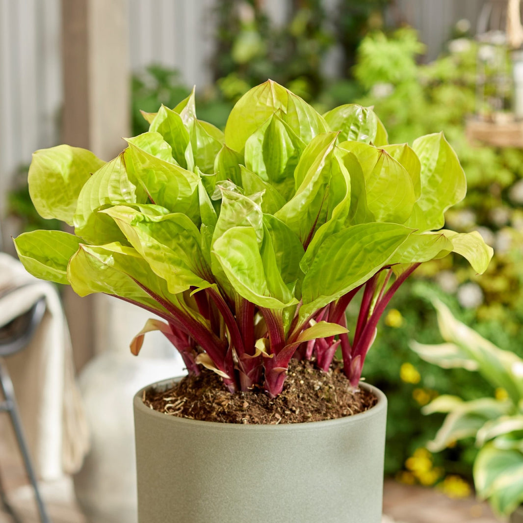 Hosta Bulbs for Sale Online – Easy To Grow Bulbs