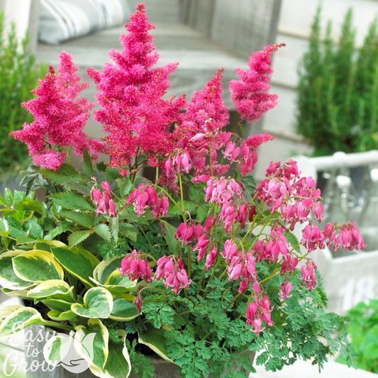 Pink Astilbe, Dicentra and Hosta growing in a large pot.