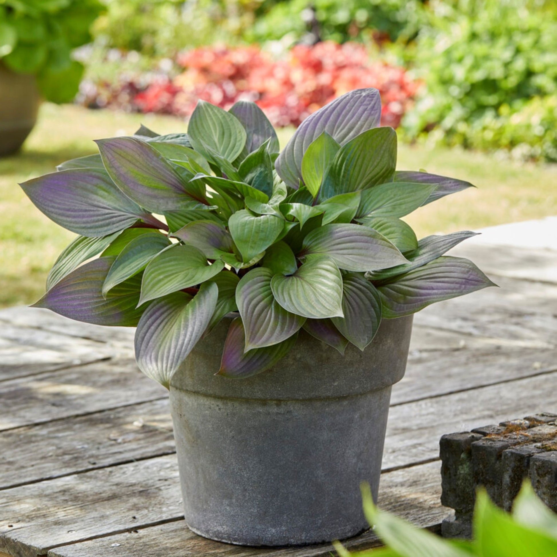 Hosta first blush features purple-red stems and purple blushing
