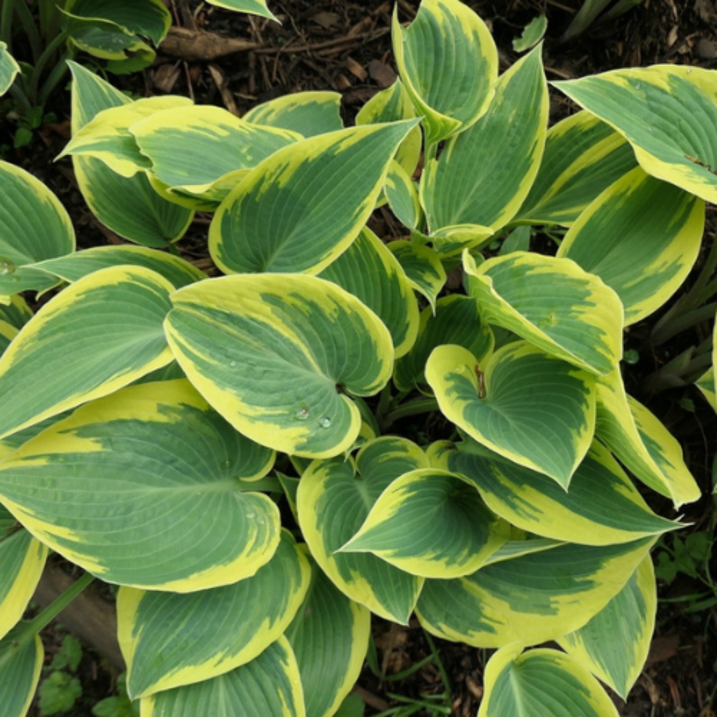 Hosta - First Frost