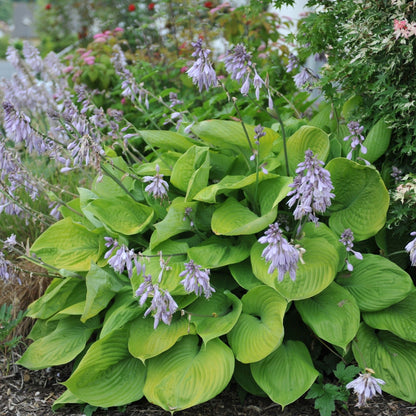 Hosta Sum and Substance blooming with light lavender flowers