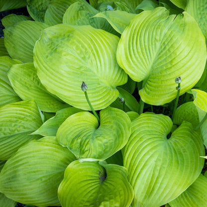 Hosta sum and substance top view of bright green chartreuse foliage