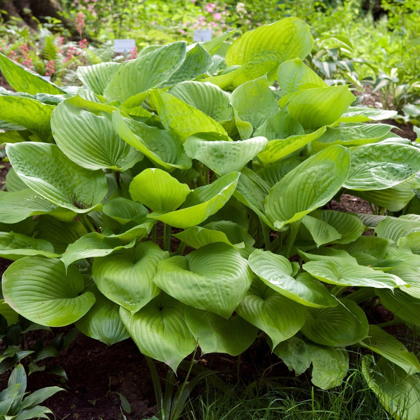 Hosta sum and substance growing in the garden