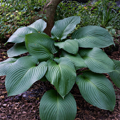 Giant Hosta T-Rex plant in shade