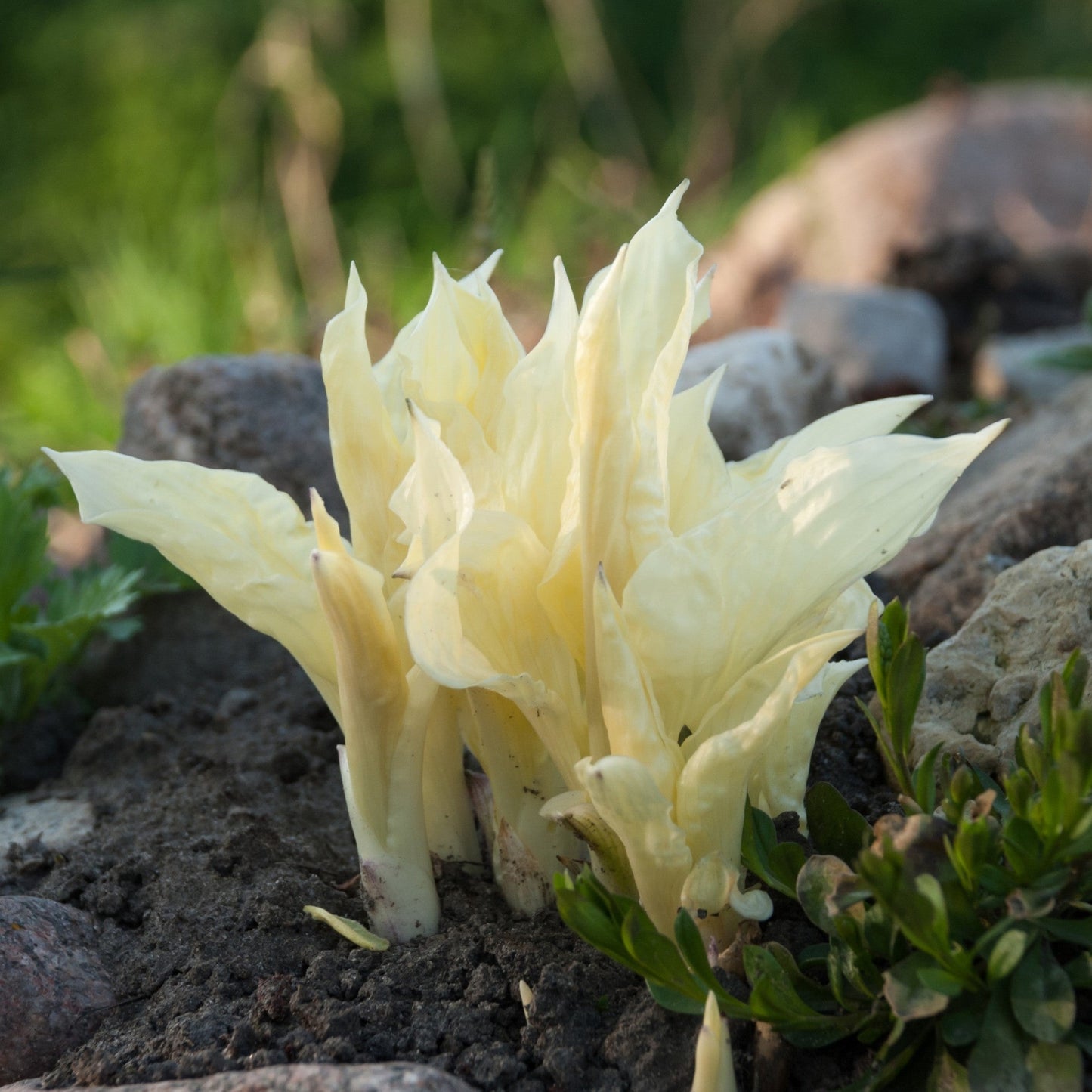 Hosta White Feather foliage poking out of the soil in rock garden