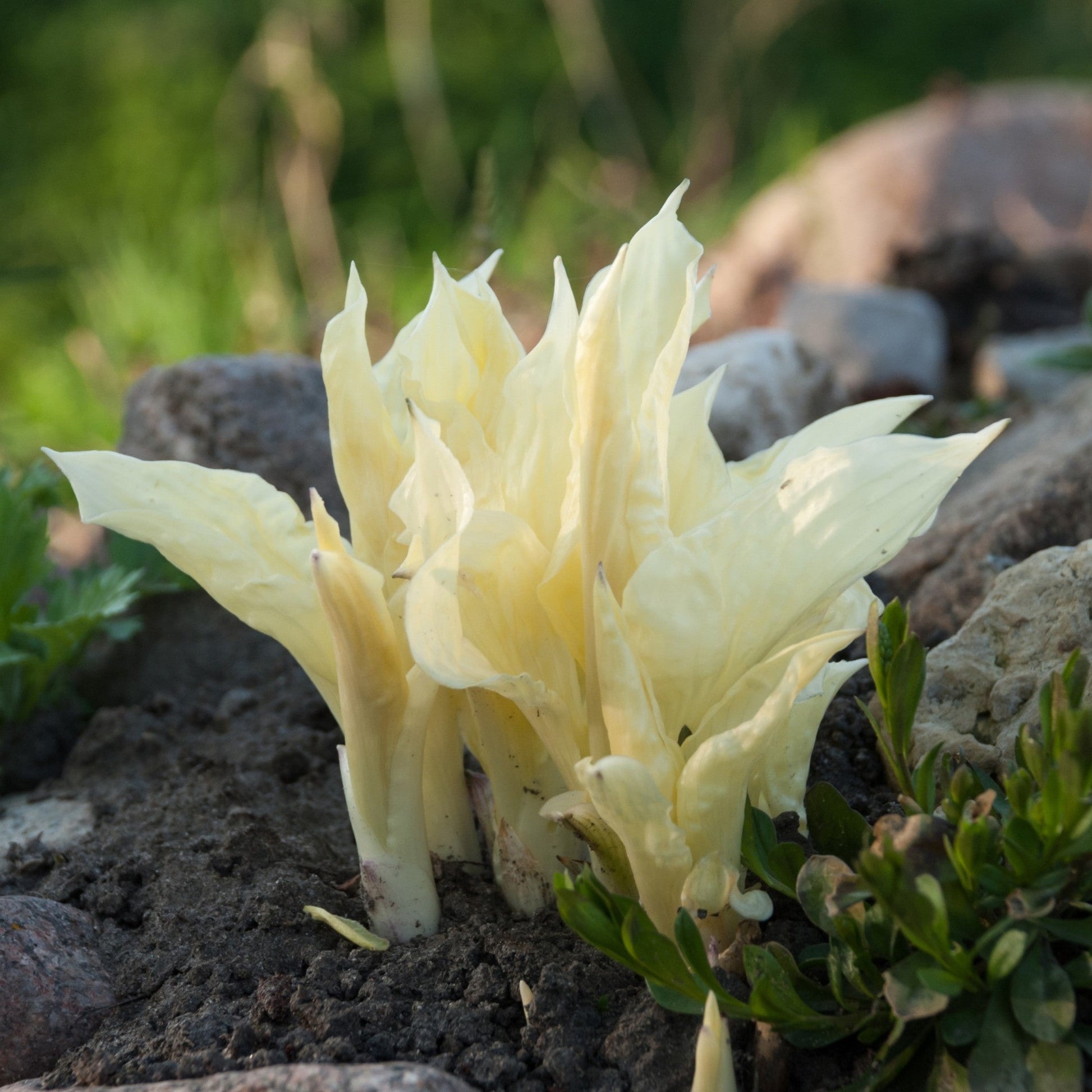Hosta White Feather foliage poking out of the soil in rock garden