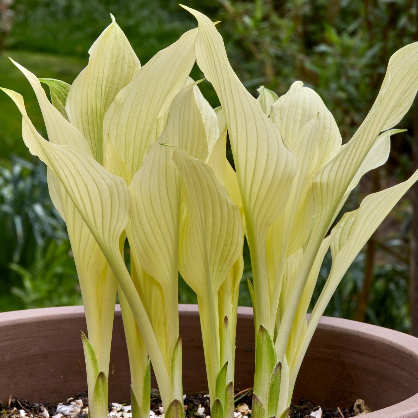 Hosta White Feather growing in a pot