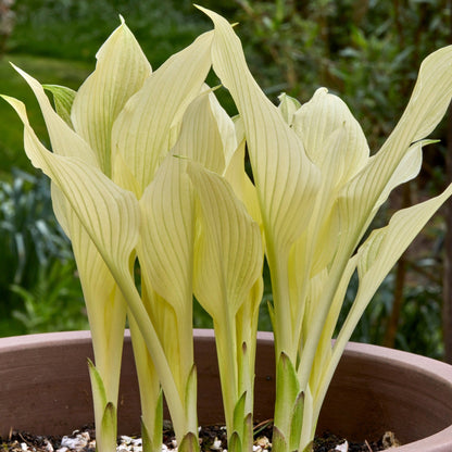 Hosta White Feather growing in a pot