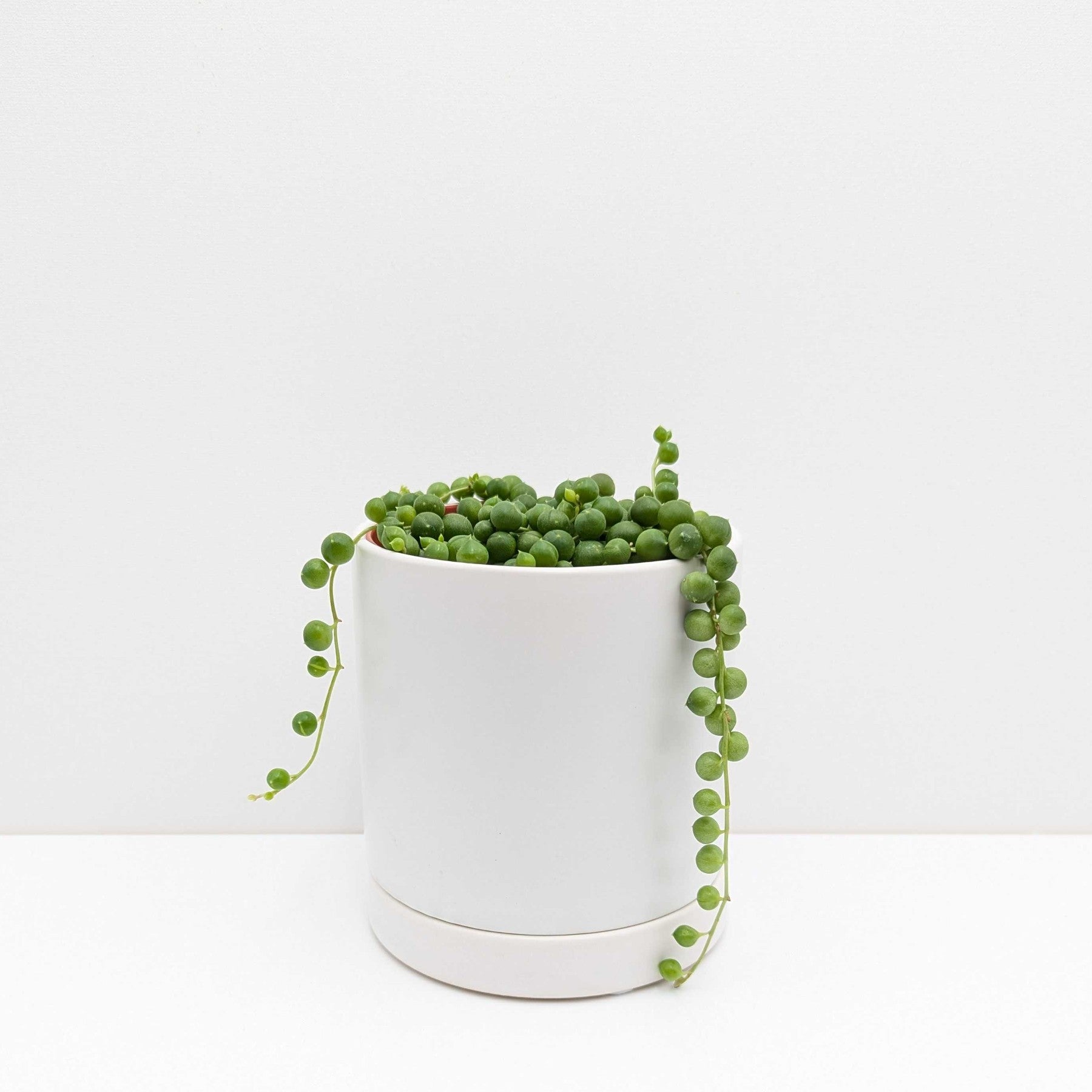 house plant string of pearls String of Pearls Houseplant – Easy To Grow Bulbs
