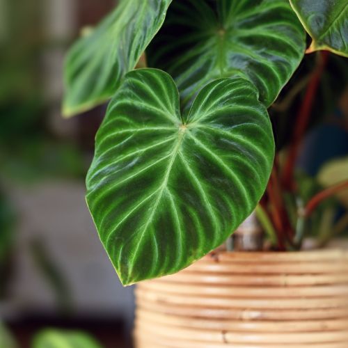 Shop our houseplant selection