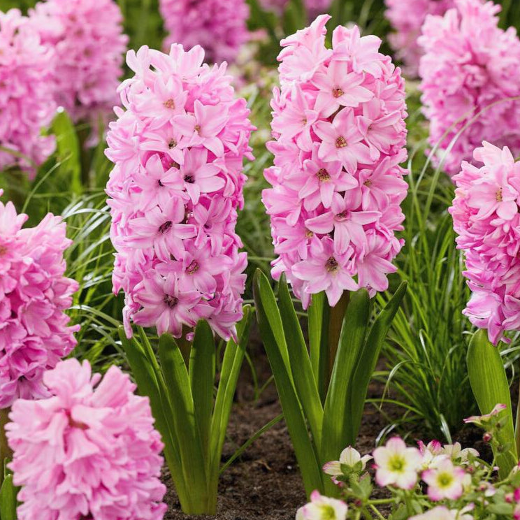 Pink Hyacinth Fondant Blooming in Garden