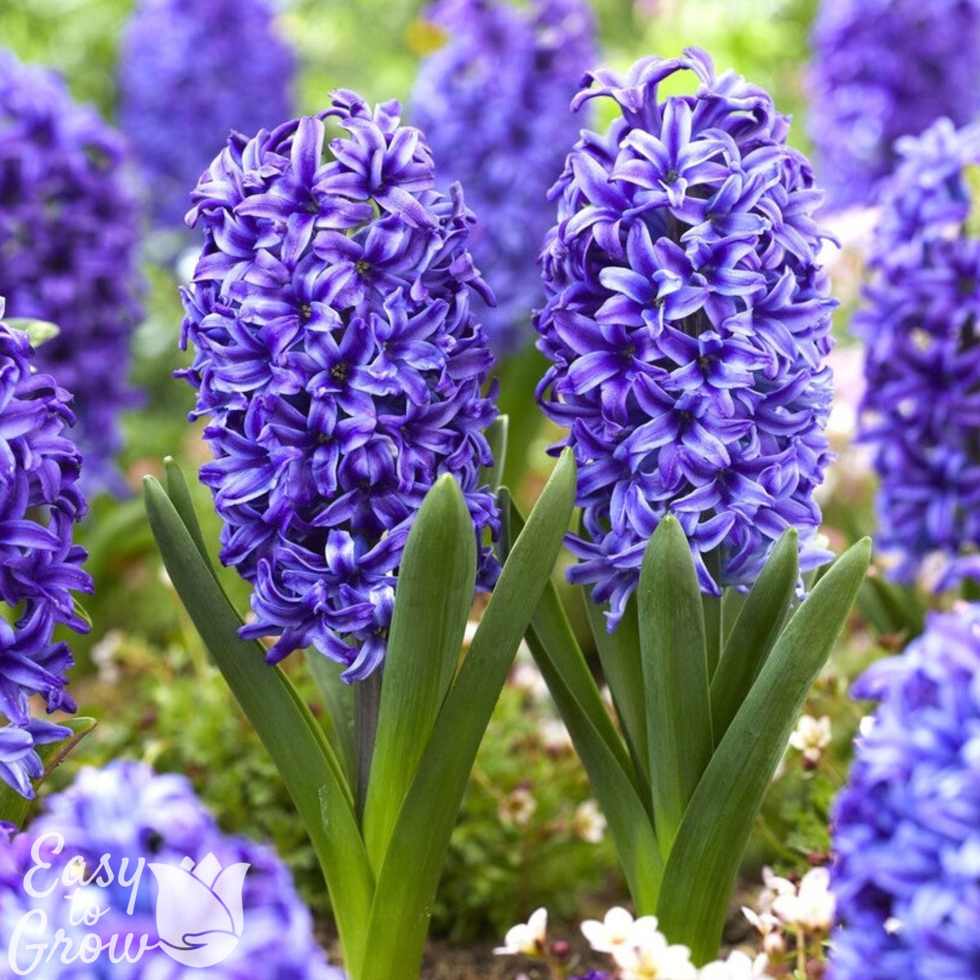 Hyacinth Bulbs for Sale | Fragrant Spring Flowers - Easy to Grow ...