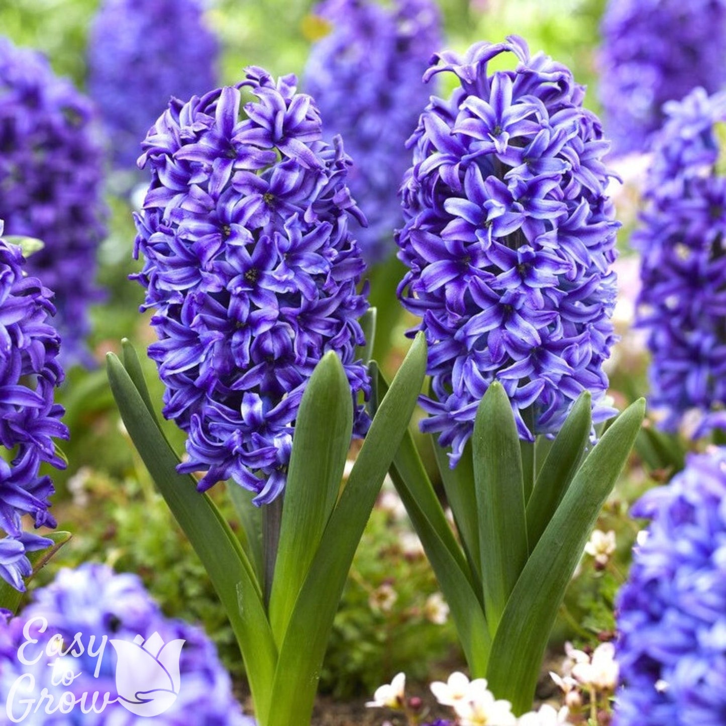 violet blue flowers of Hyacinth Blue Jacket