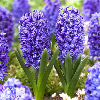 violet blue flowers of Hyacinth Blue Jacket