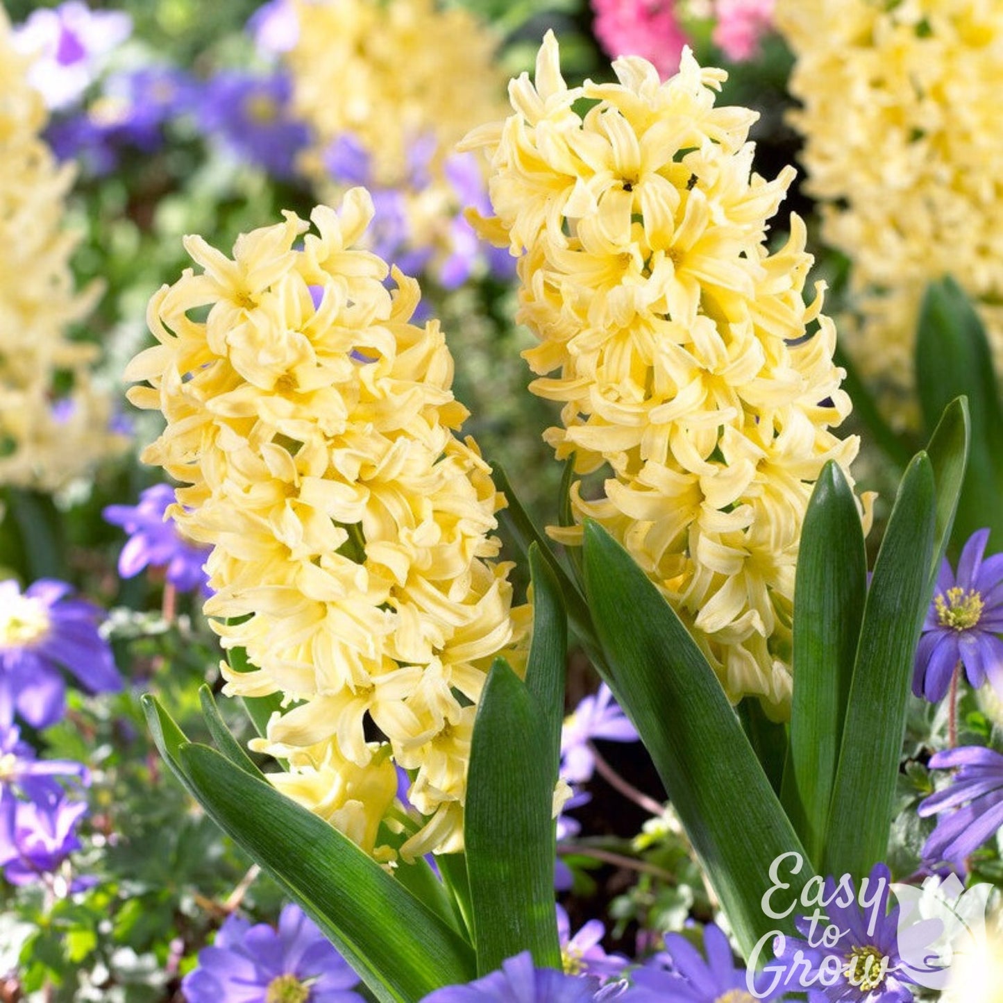 bright yellow flowers of Hyacinth City of Haarlem