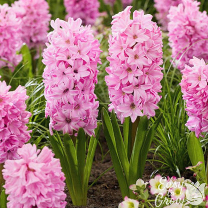 Pink Hyacinth Fondant Blooming in Garden