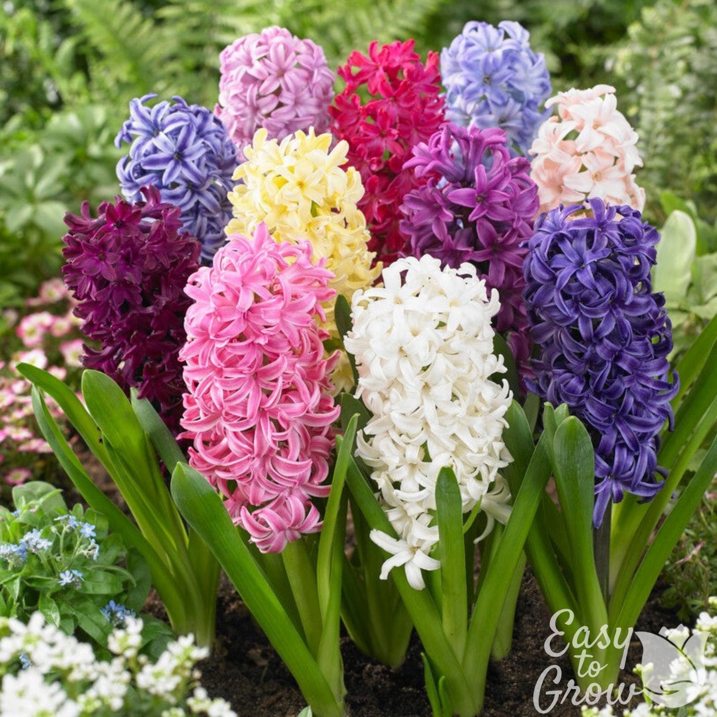 Colorful mix of Hyacinth blooms in the garden