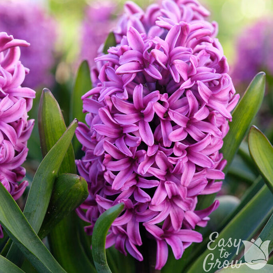 bright purple blooms of Miss Saigon Hyacinth