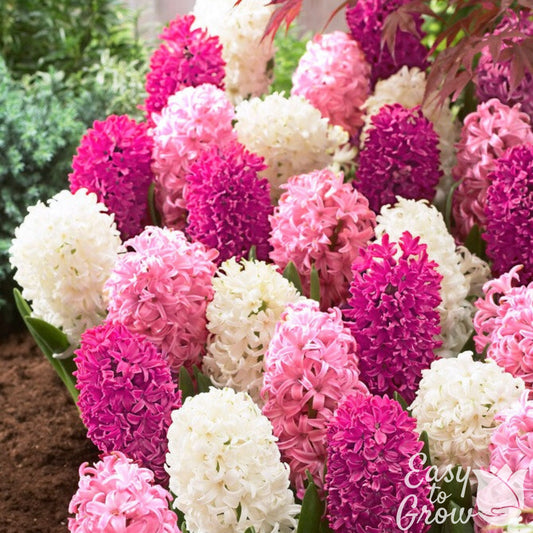 mix of light pink, dark pink and white fragrant hyacinth blooms
