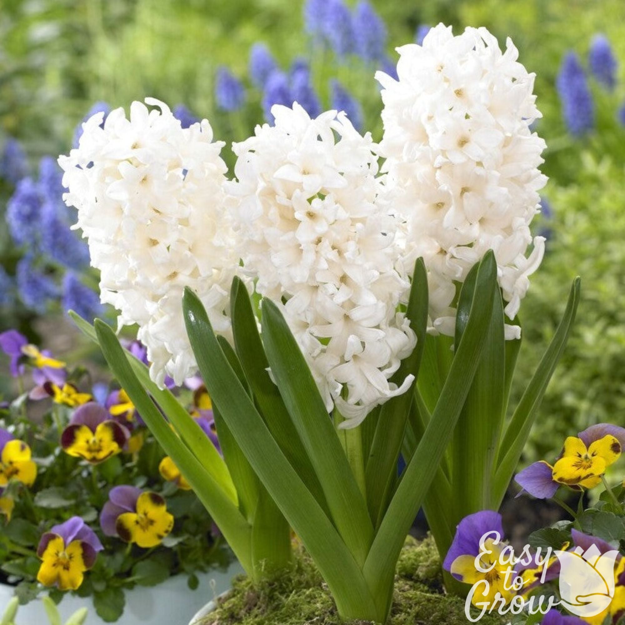 カラーリング・白髪染め Hyacinthus Gorgeous White Hyacinth Bulbs For Sale Online | White Pearl – Easy