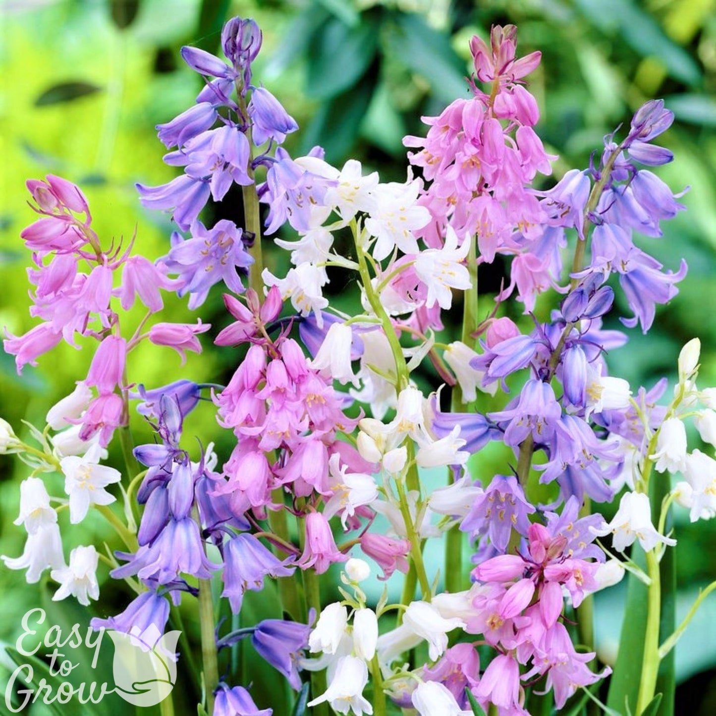 blue, pink and white bluebells mix