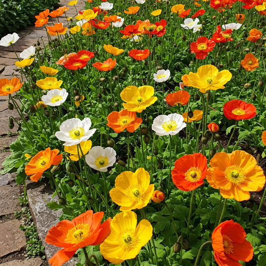 Iceland Poppies blooming