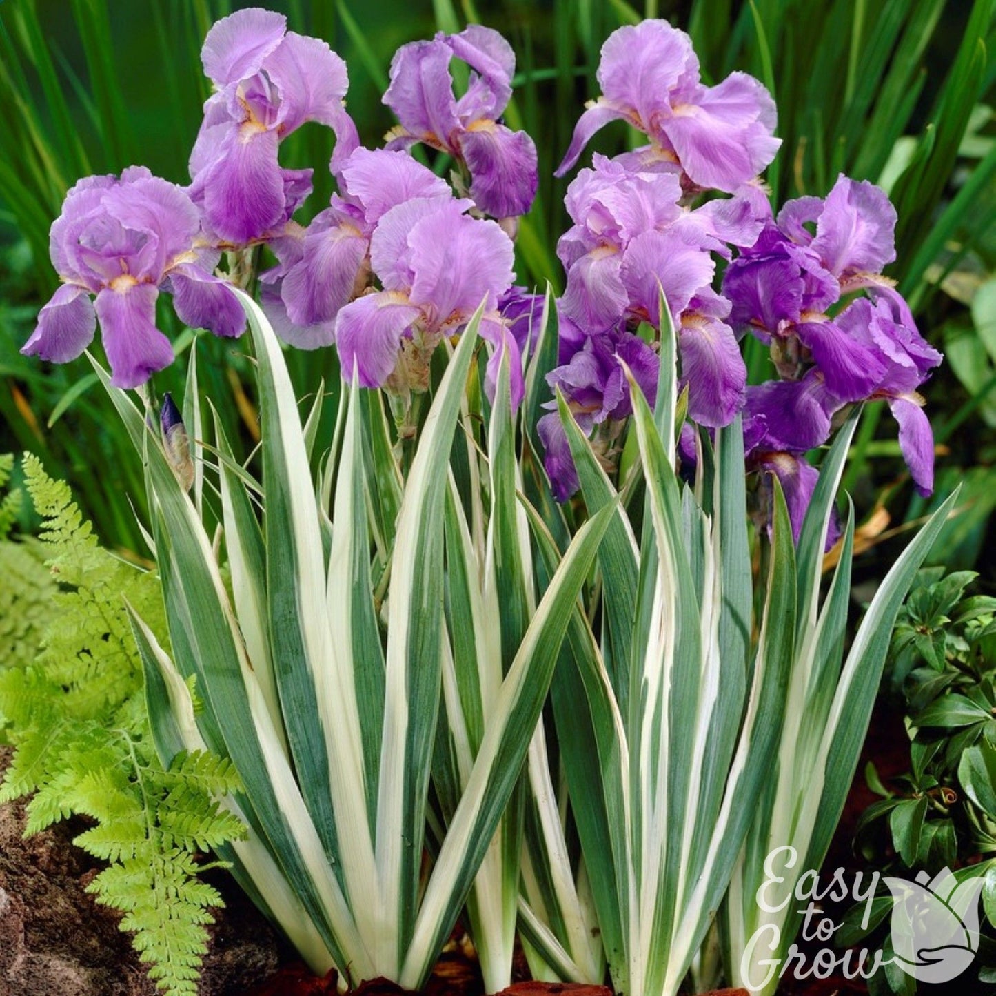 Group of Japanese Iris Pallida Variegata white variegated foliage and ight purple blooms.