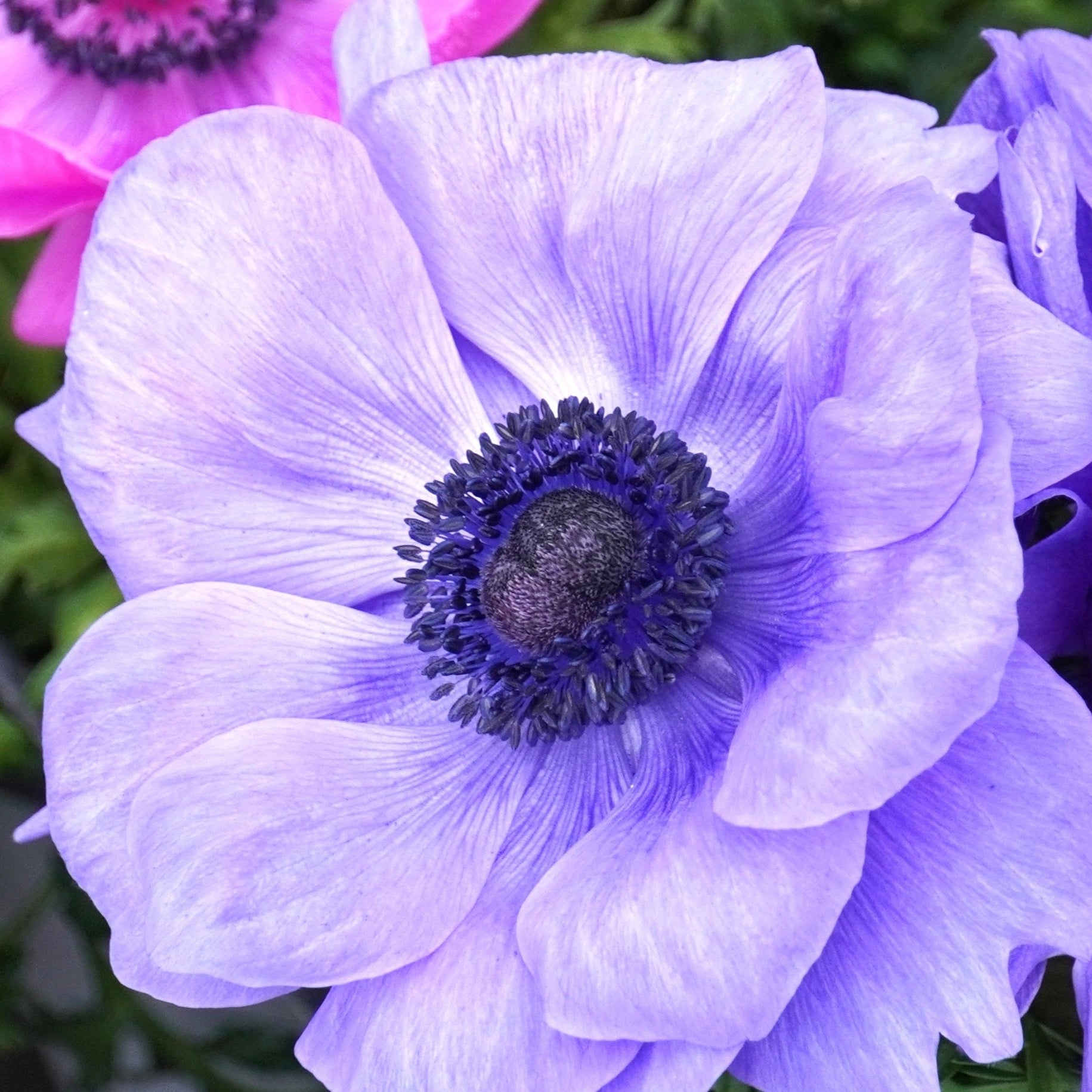 Italian Anemone - Mistral Plus Azzurro