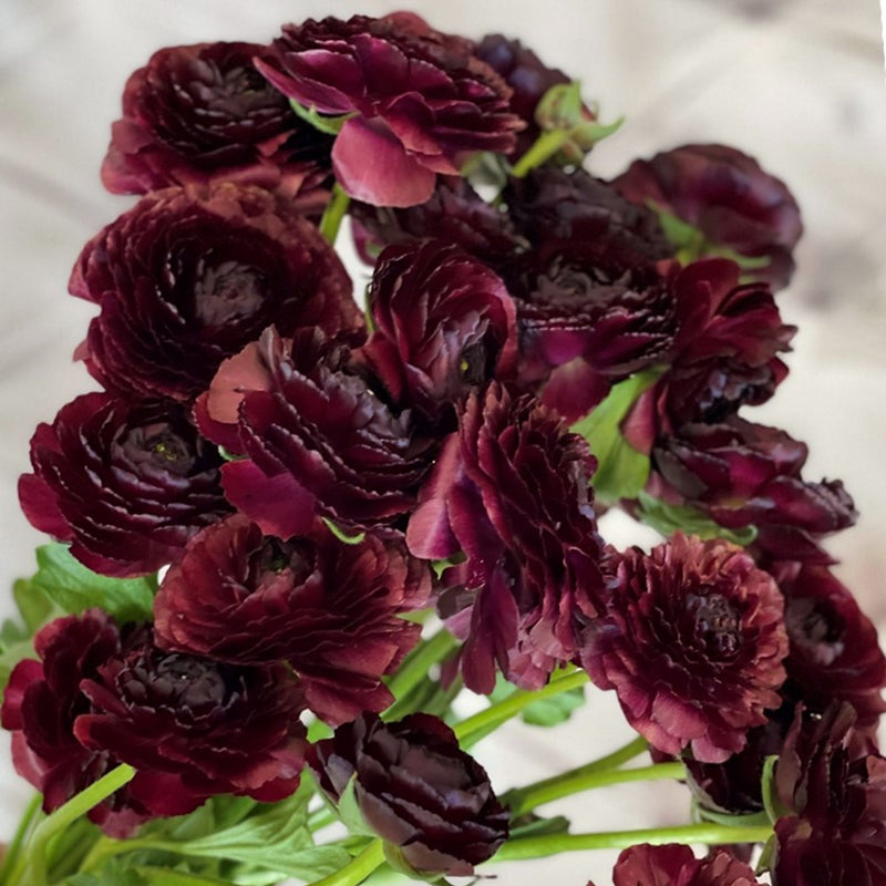 Dark Italian Ranunculus Bulbs for Sale | Cloni Success Nerone – Easy To ...