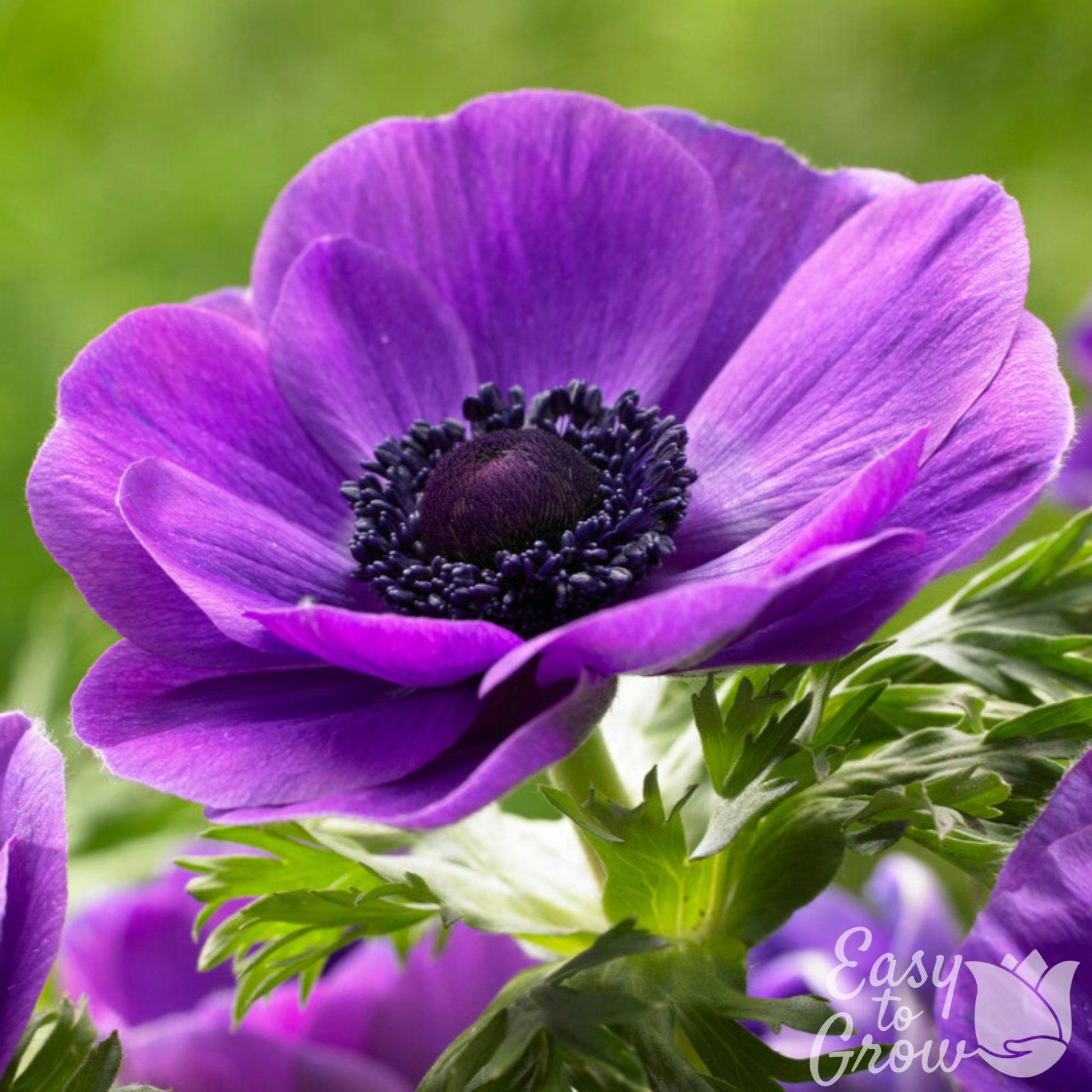 bright purple flowers of Italian anemone mistral grape