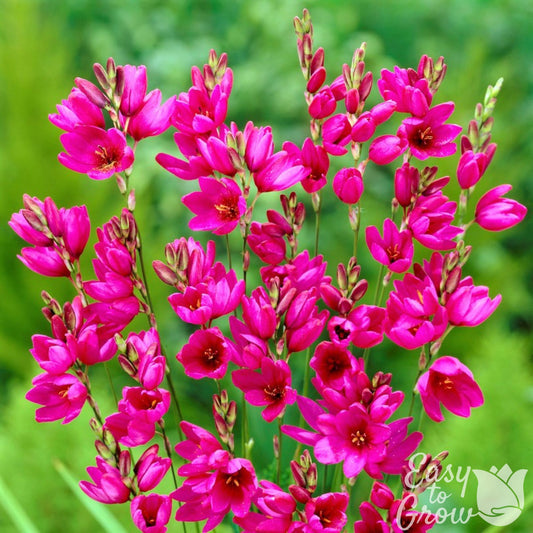 blooming magenta ixia flowers