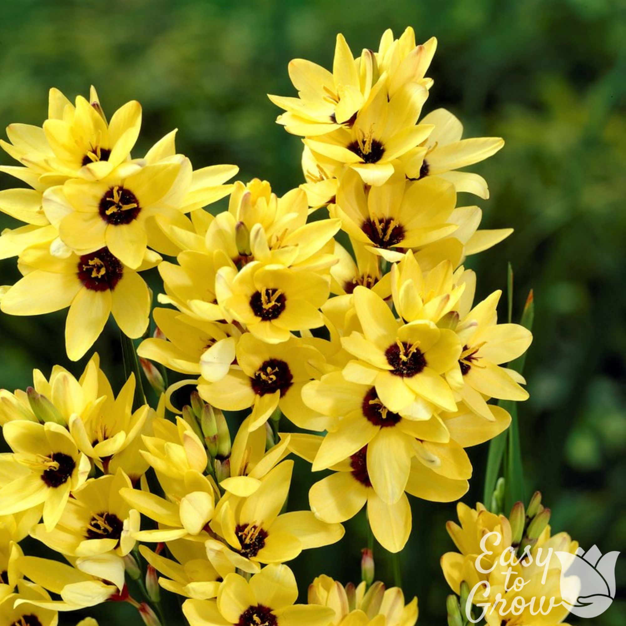 イロハモミジ/ 9 Uplifting Mimosa Yellow Ixia Bulbs for Sale | Yellow Emperor