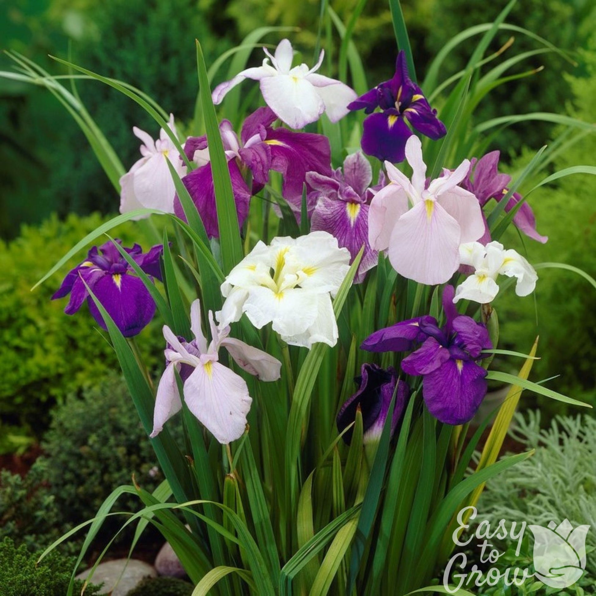 Purple and White Japanese Iris Zen Garden Mix