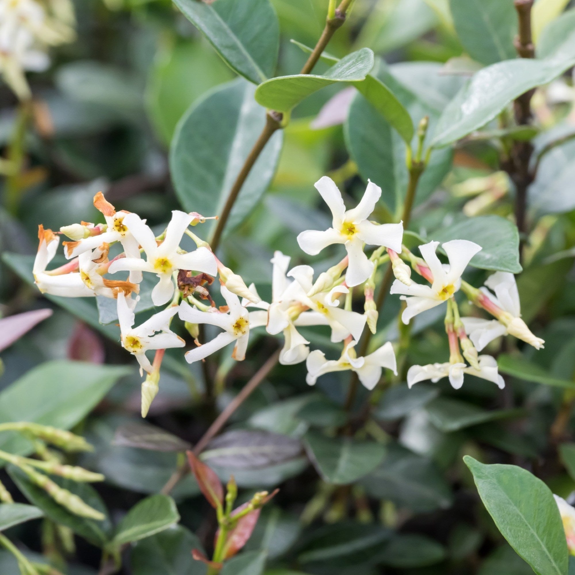 Jasmine Plants For Sale Online | Jasminum (Fragrant) – tagged